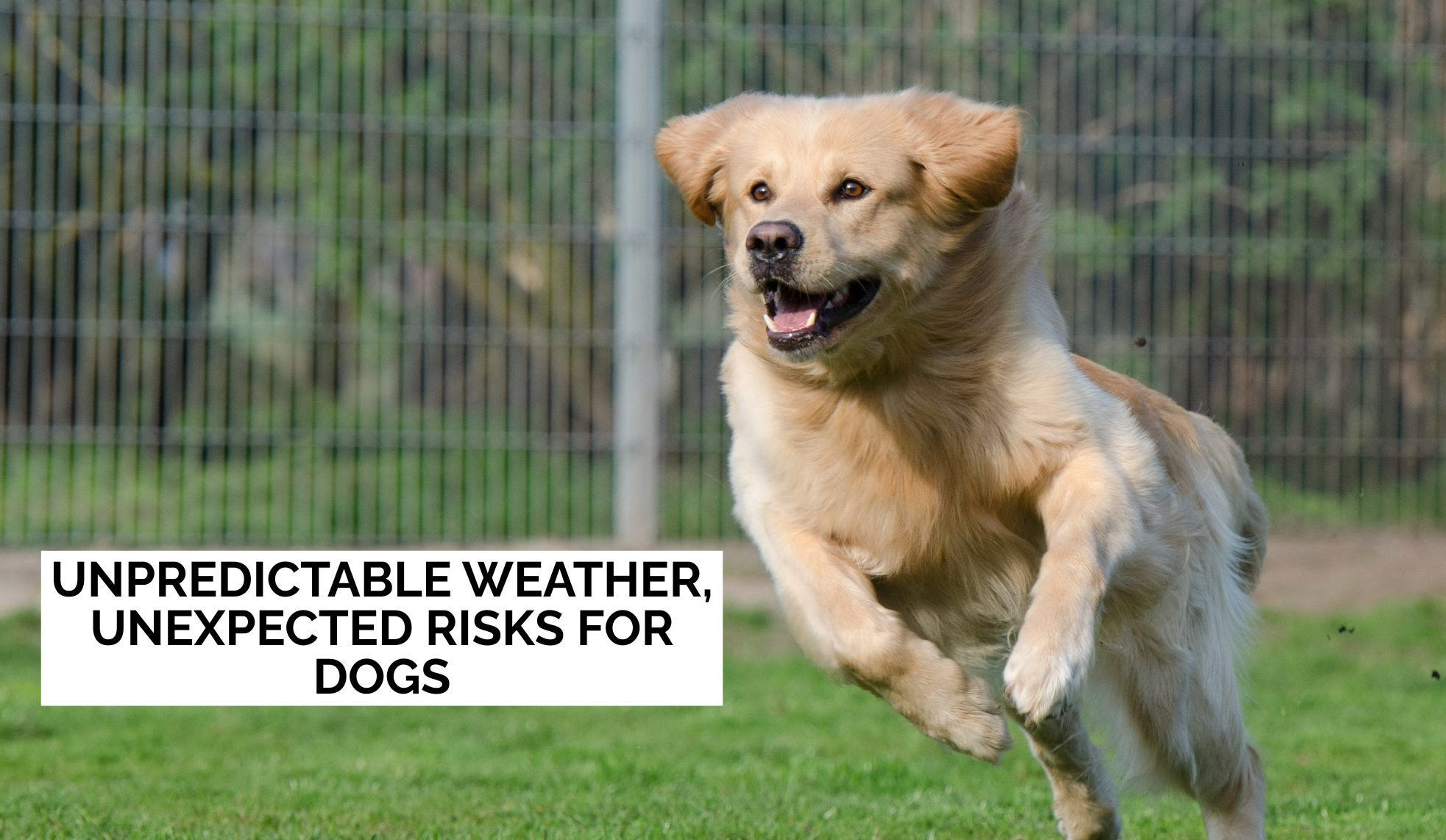 Unpredictable Weather, Unexpected Risks for Dogs