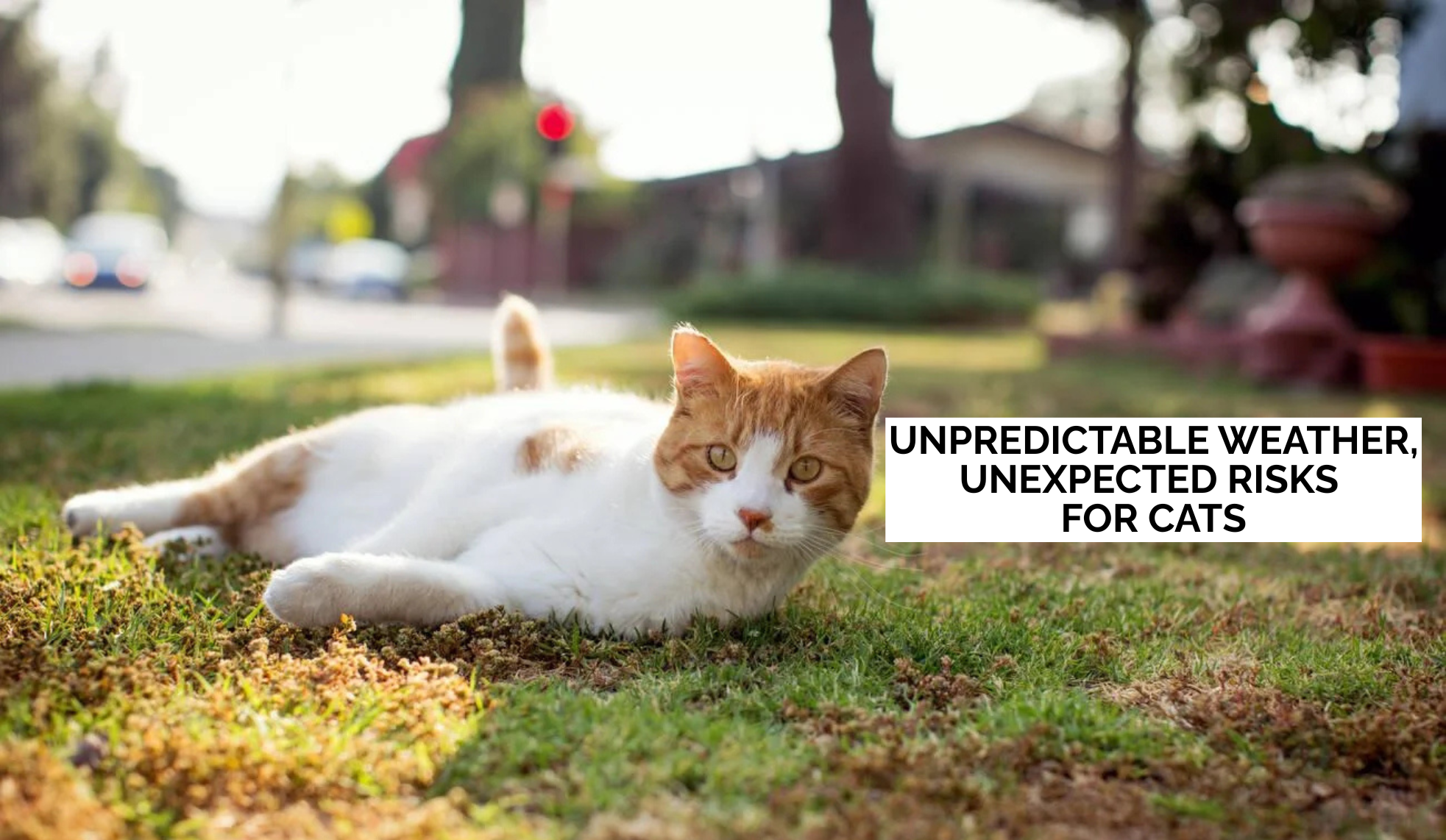 Unpredictable Weather, Unexpected Risks for Cats