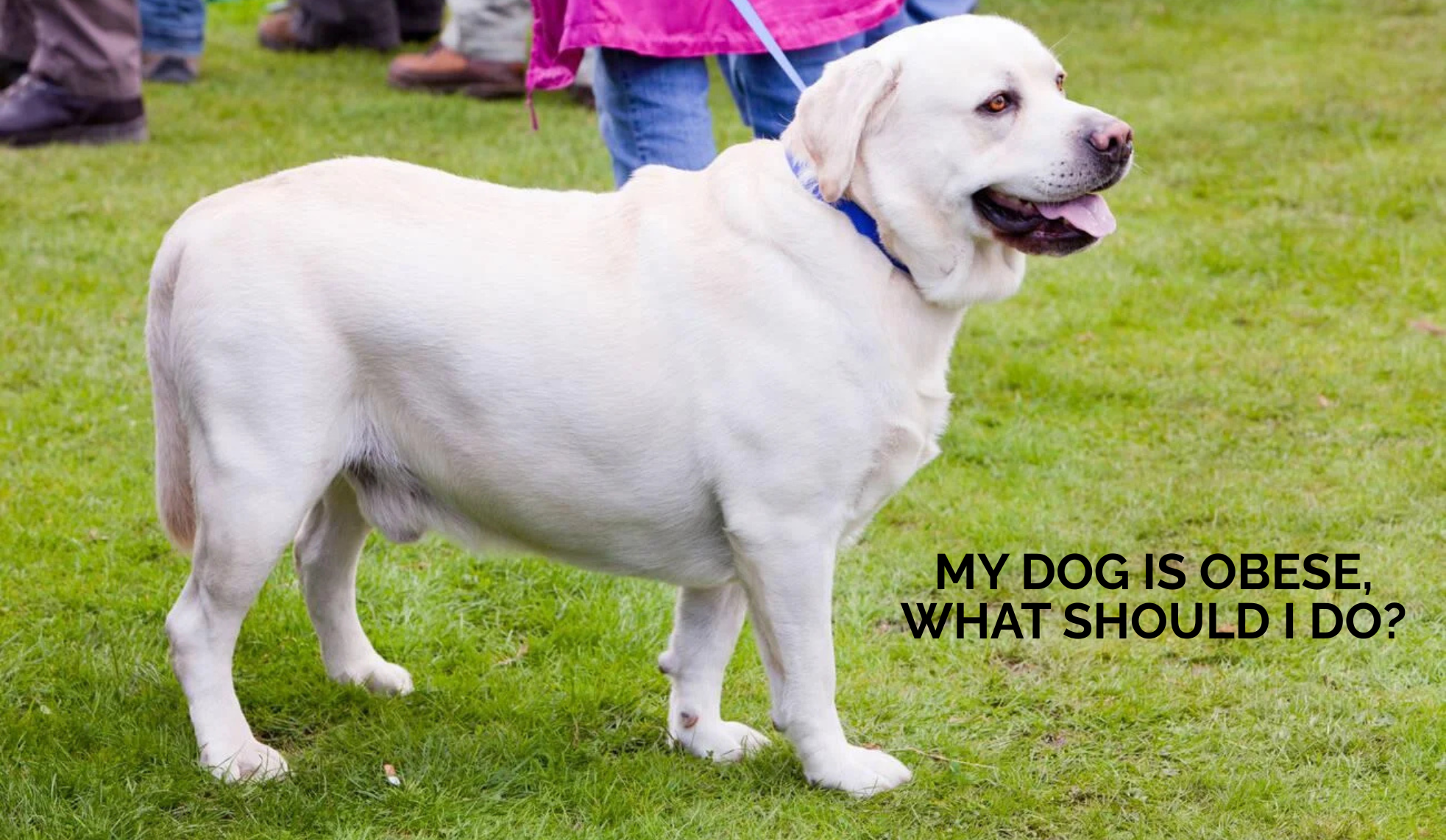 My Dog is Obese, what should I do?