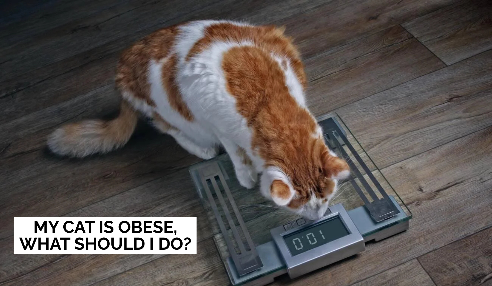 My Cat is Obese, what should I do?