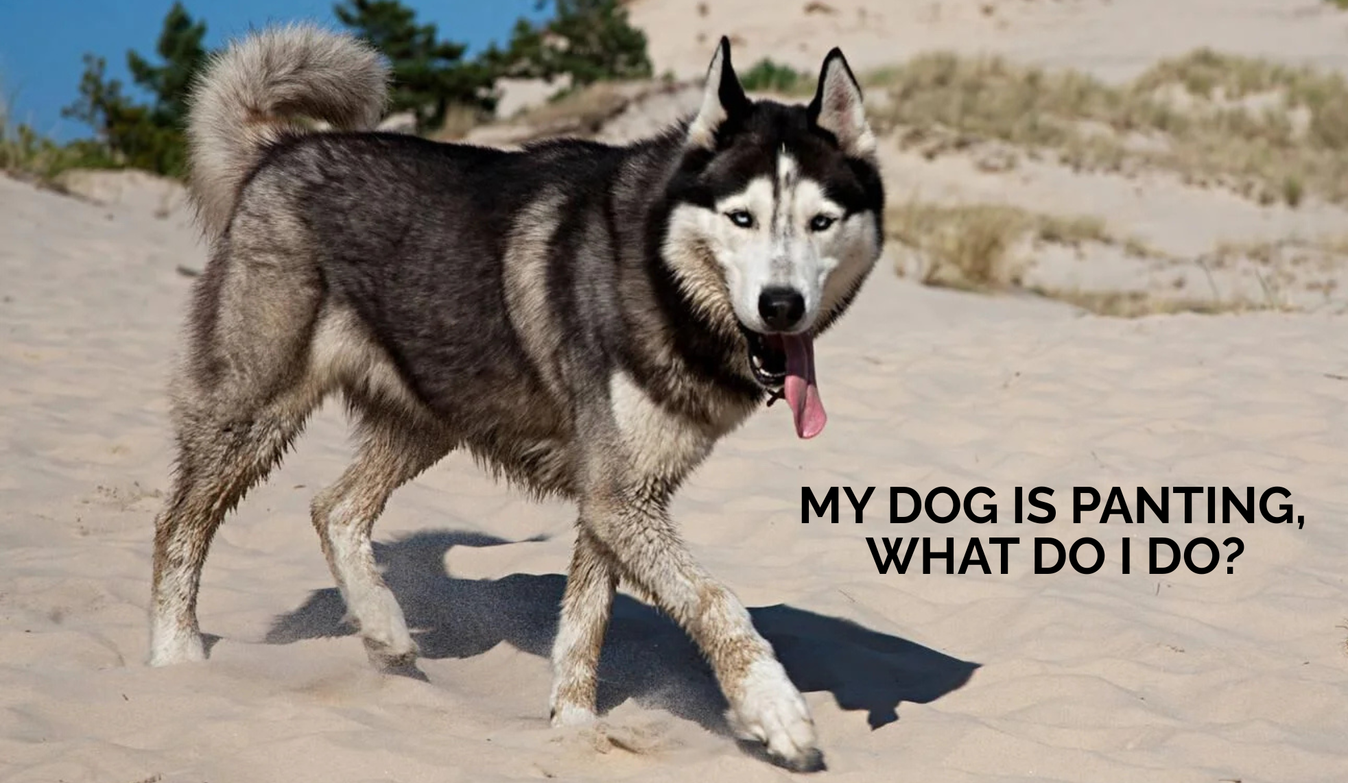 My dog is panting, what should I do?