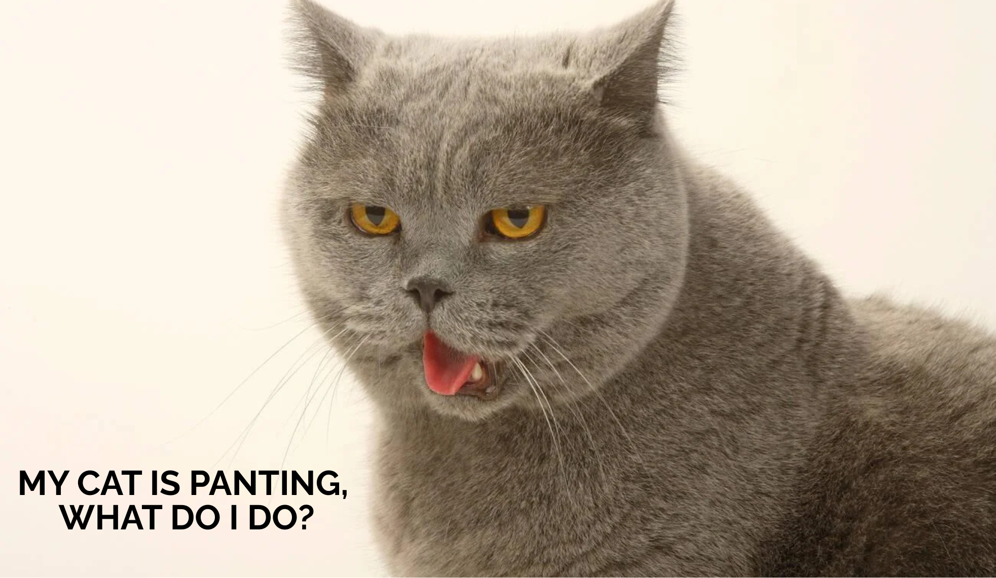 My cat is panting, what should I do?
