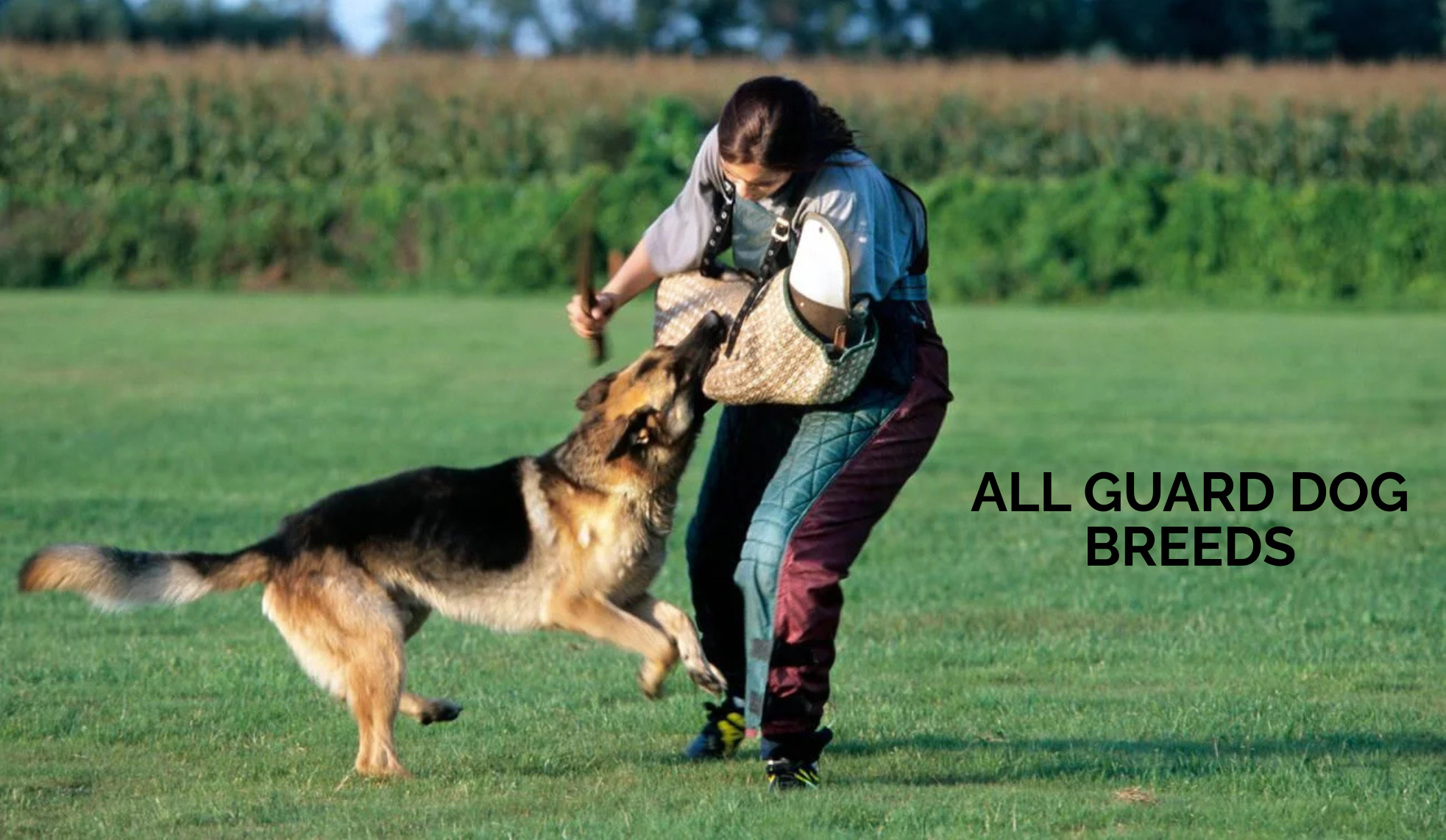 All Guard Dog Breeds: Types, Temperament, and Care Guide