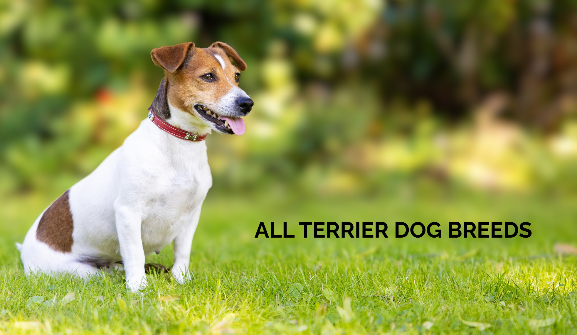 All Terrier Dog Breeds: Terrier Types, Temperament, and Care Guide