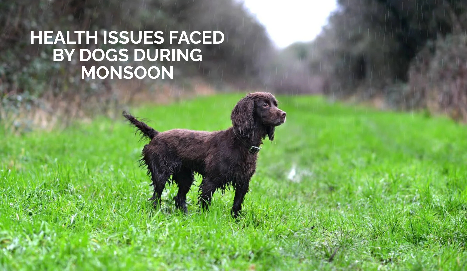 Health Issues faced by Dogs during Monsoon