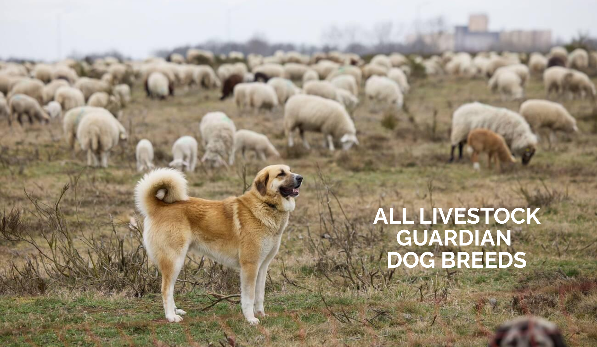 Livestock Guardian Dog Breeds: Types, Temperament, and Care Guide