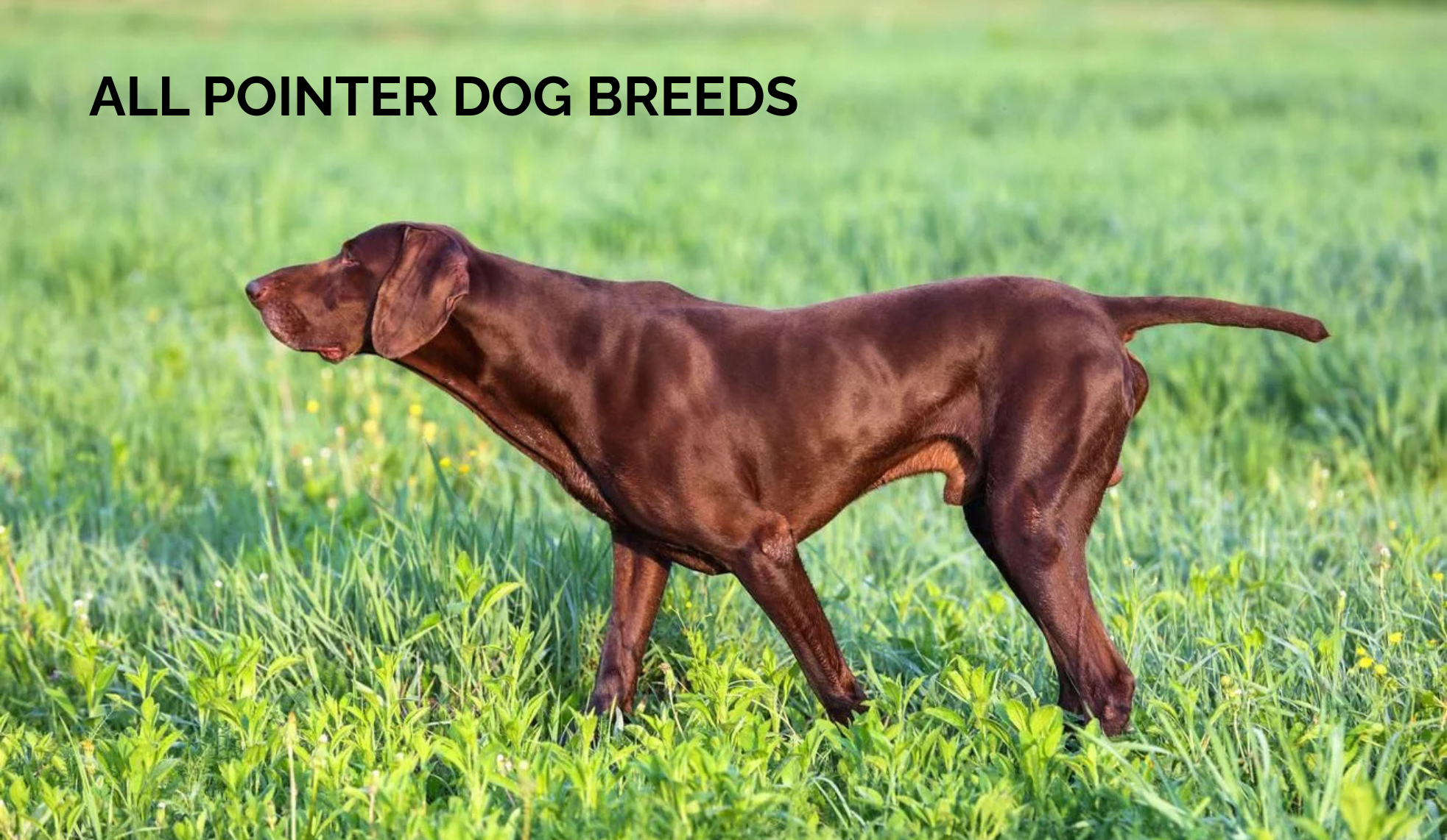 Pointer Dog Breeds: Types, Temperament, and Care Guide