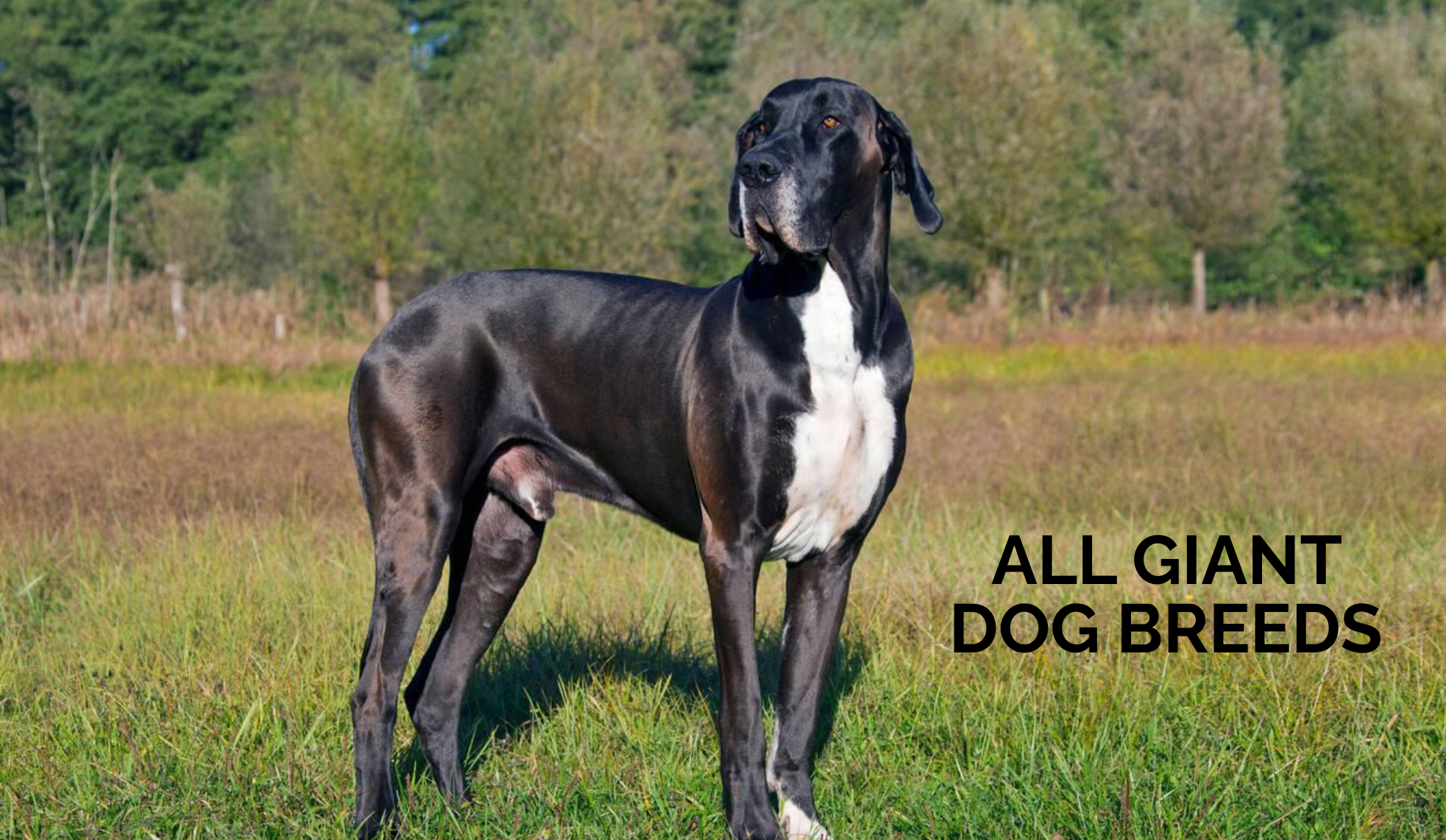 Biggest Dog Breeds: Giant Dog Breeds Temperament, and Care Guide