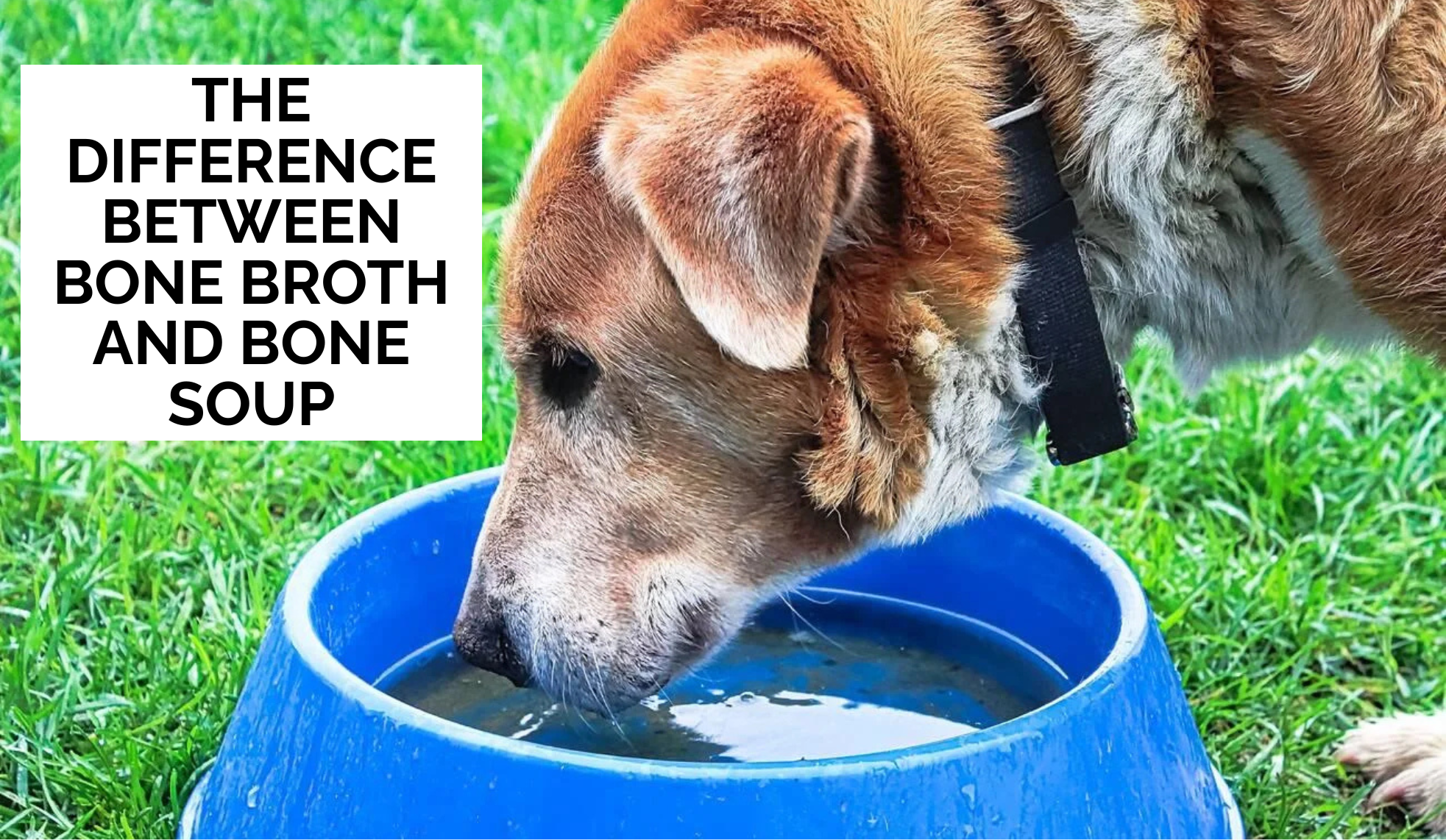 The difference between Bone Broth and Bone Soup for Dogs