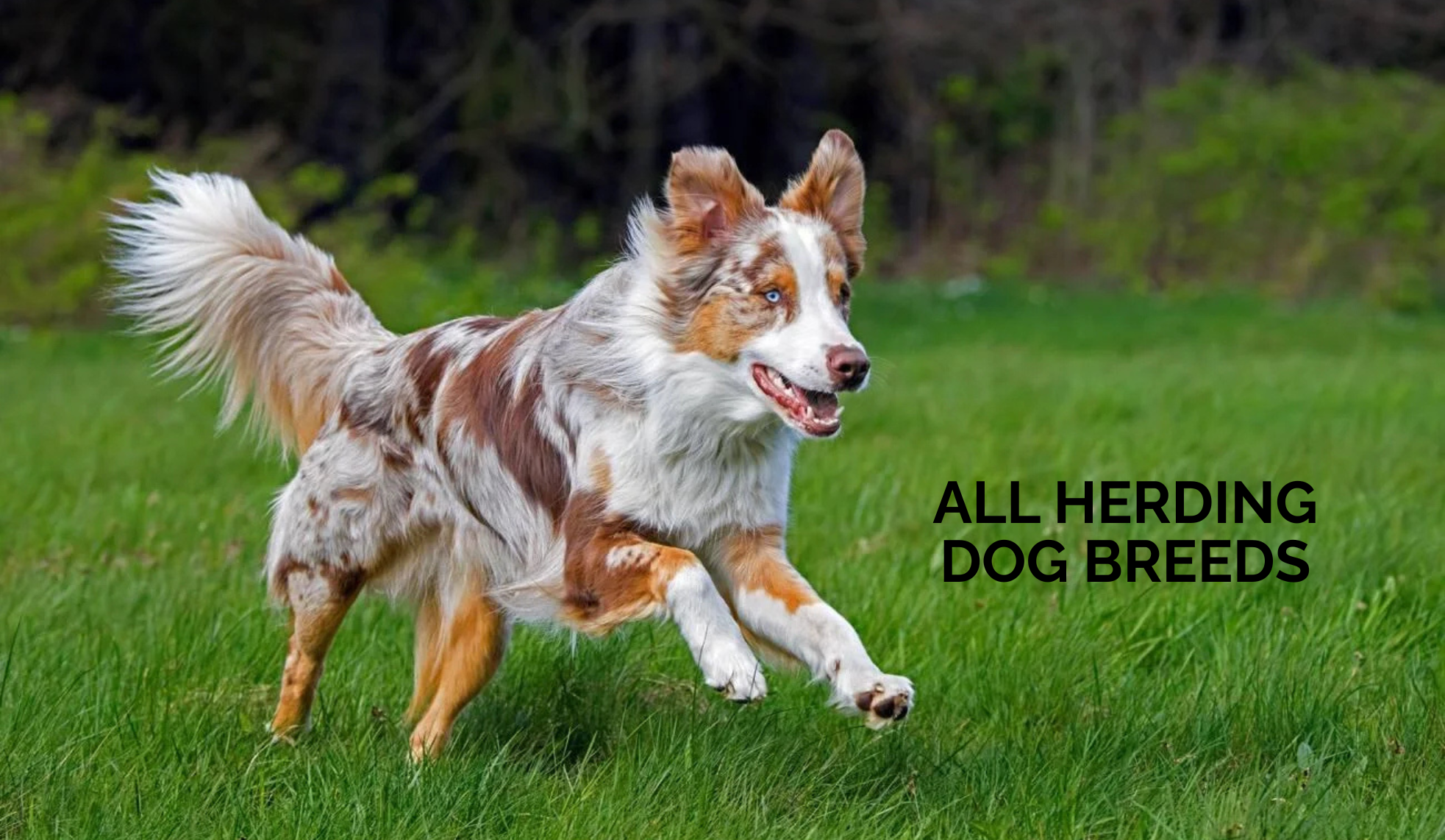 Herding Dog Breeds: Sheepdogs, General Herding and Cattle Dogs