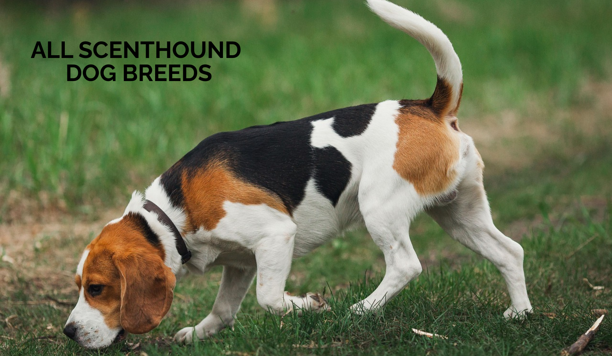 All Scenthound Dog Breeds: Types, Temperament, and Care Guide