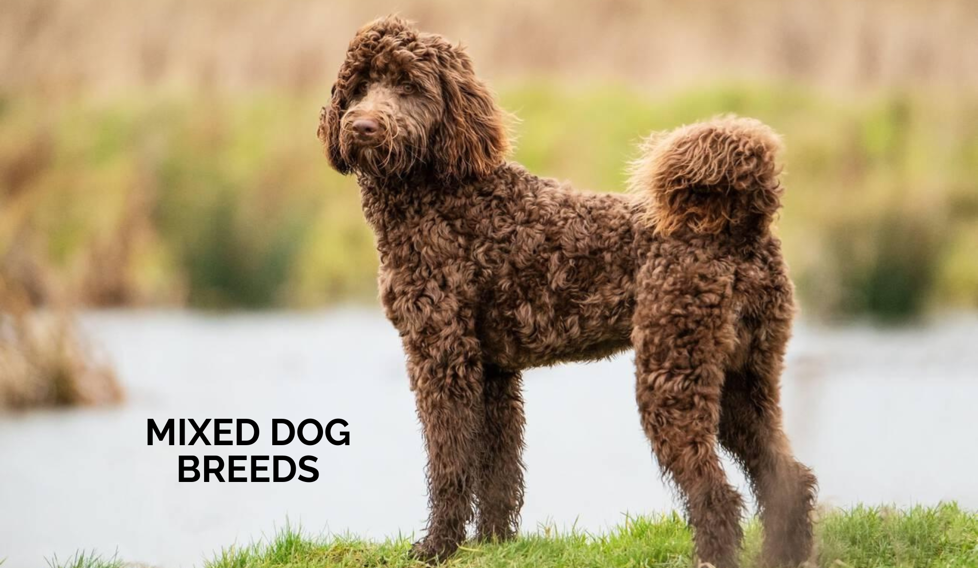 Mixed Dog Breeds: Types, Temperament, and Care Guide