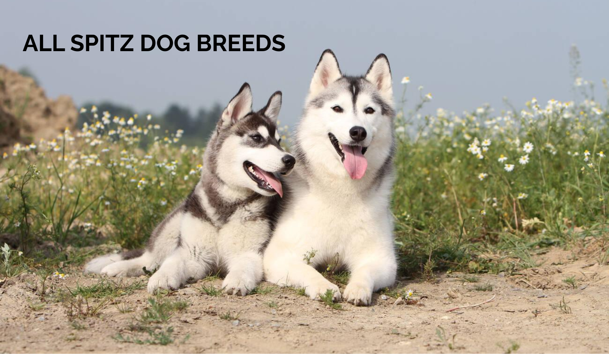 Spitz Dog Breeds: Types, Temperament, and Care Guide