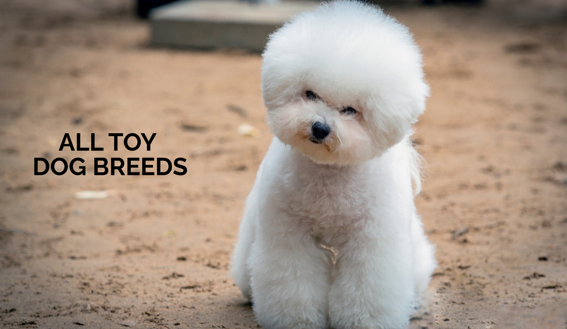 Toy Dog Breeds: Types, Temperament, and Care Guide