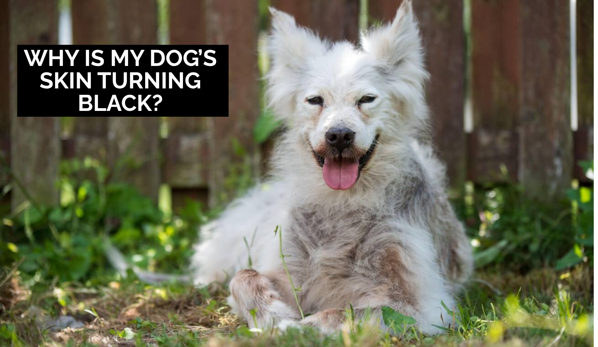 Why is my dog’s skin turning black?