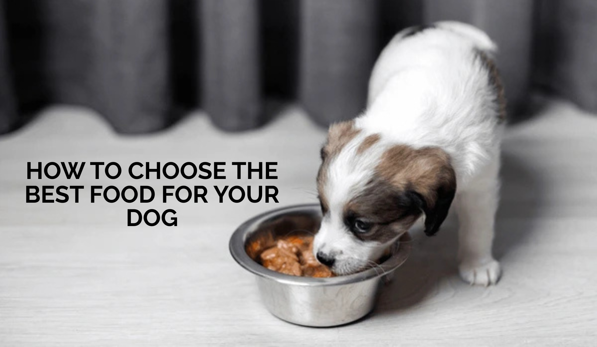 How to Choose the Best Food for Your Dog