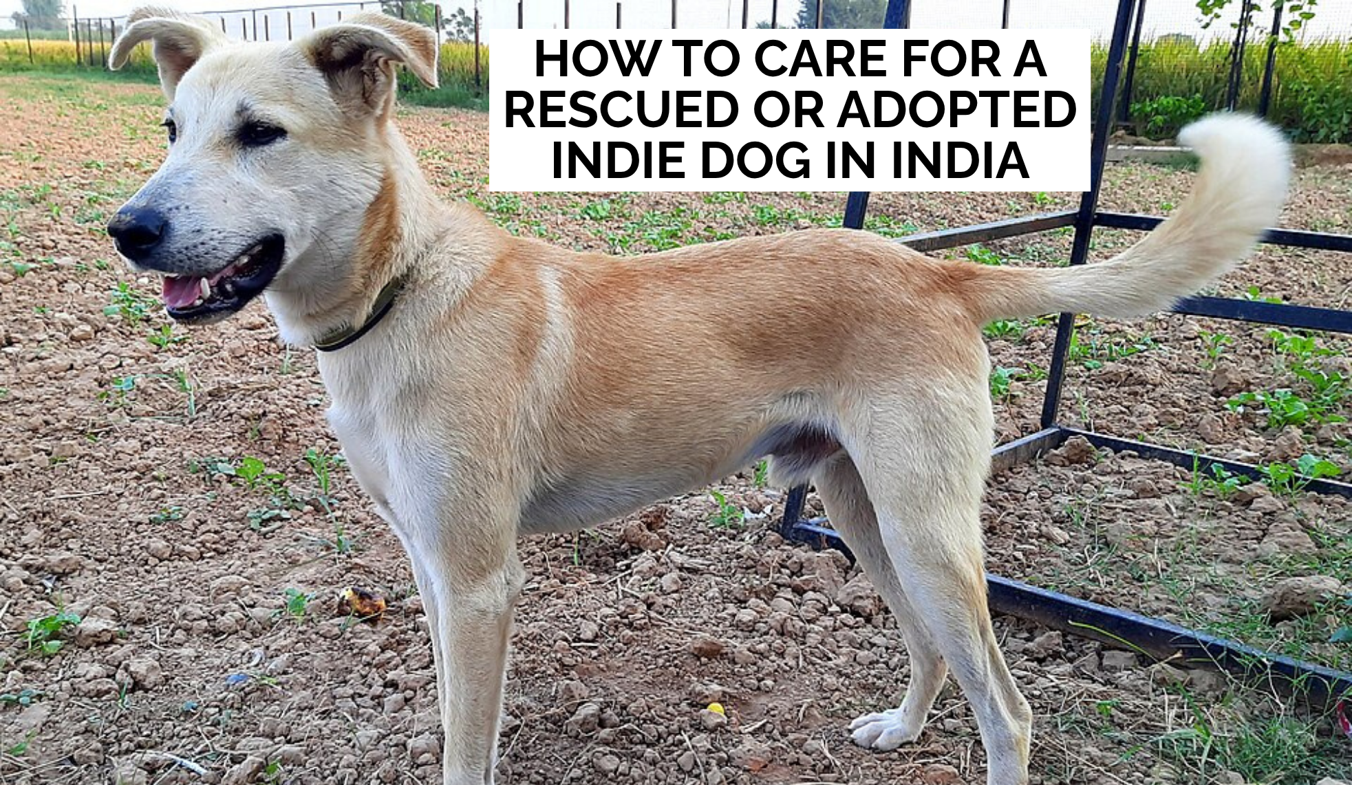 How to Care for a Rescued or Adopted Indie Dog in India