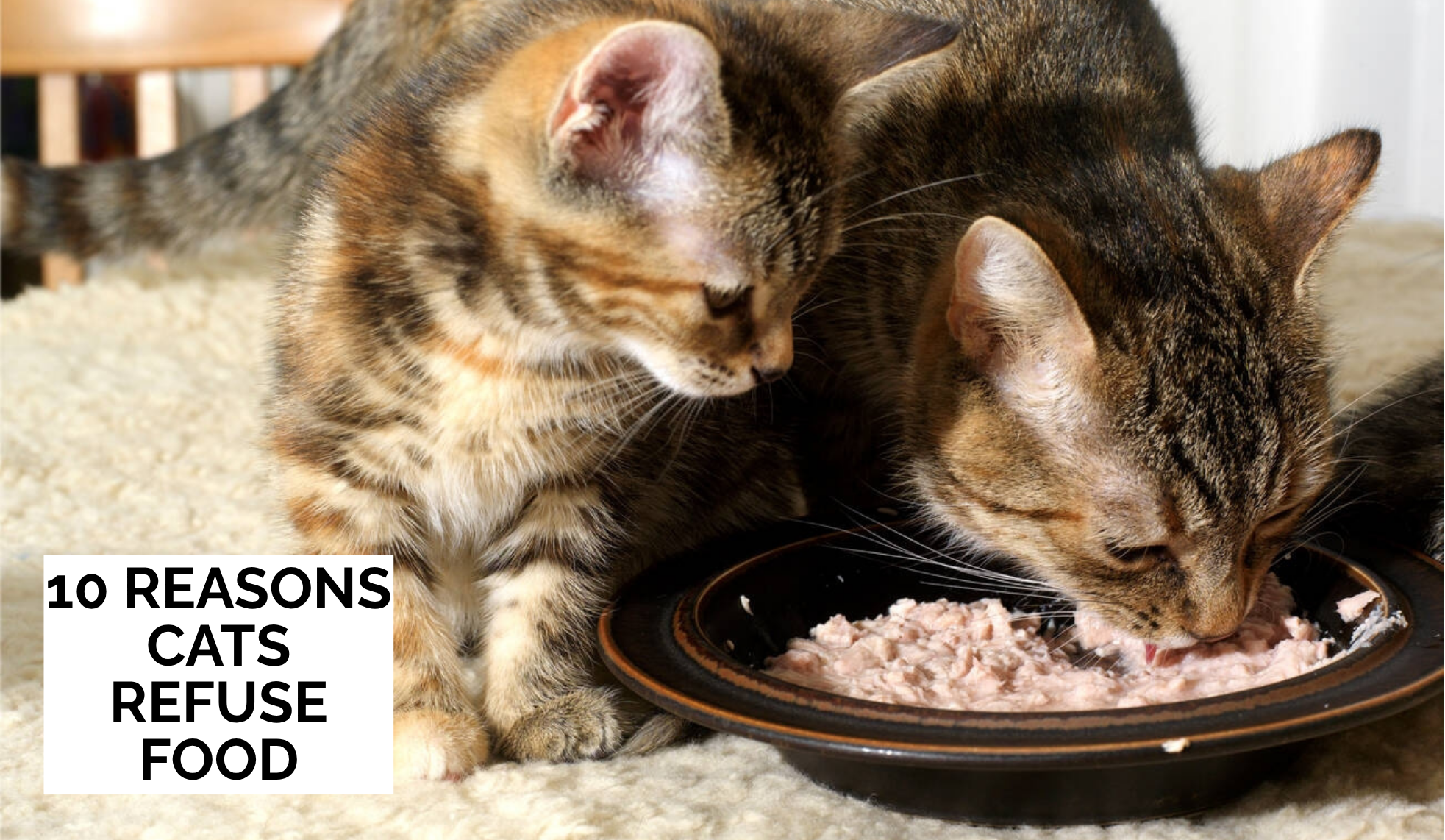 Why Is My Cat a Picky Eater? 10 Reasons Cats Refuse Food