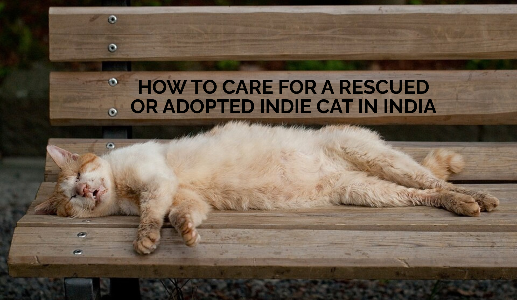 How to Care for a Rescued or Adopted Indie Cat in India