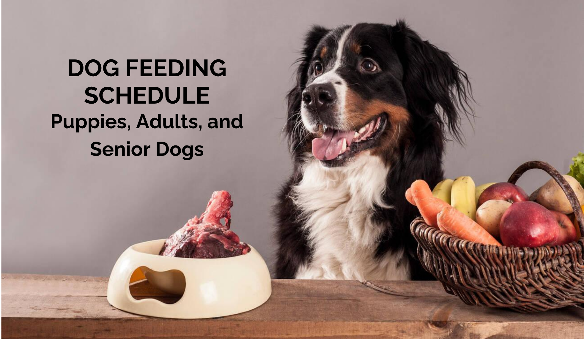 Dog Feeding Schedule: Puppies, Adults, and Senior Dogs