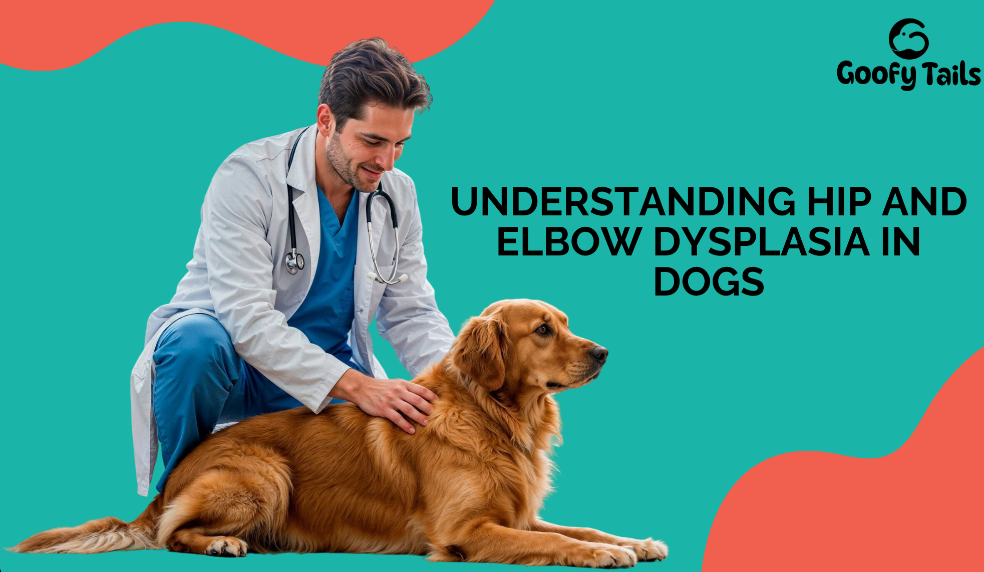 understanding hip and elbow dysplasia, caucasian vet doctor with overweight golden retriever