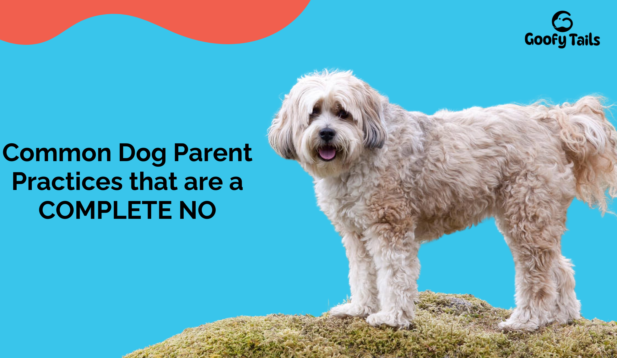 Common Dog Parent Practices that are a Complete No