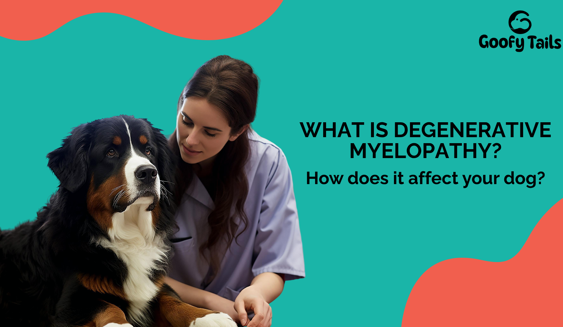 Vet with Bernese Mountain Dog