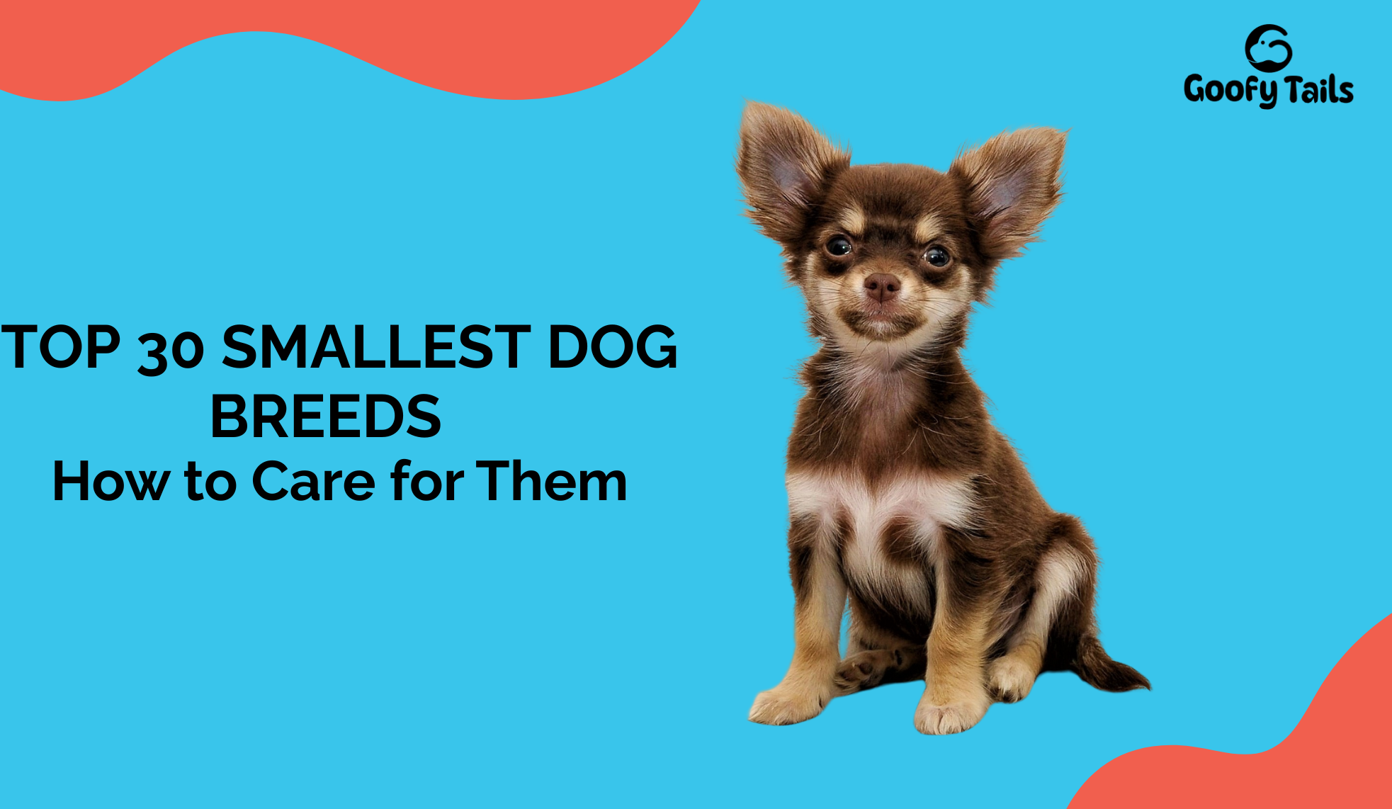smallest breeds chihuahua