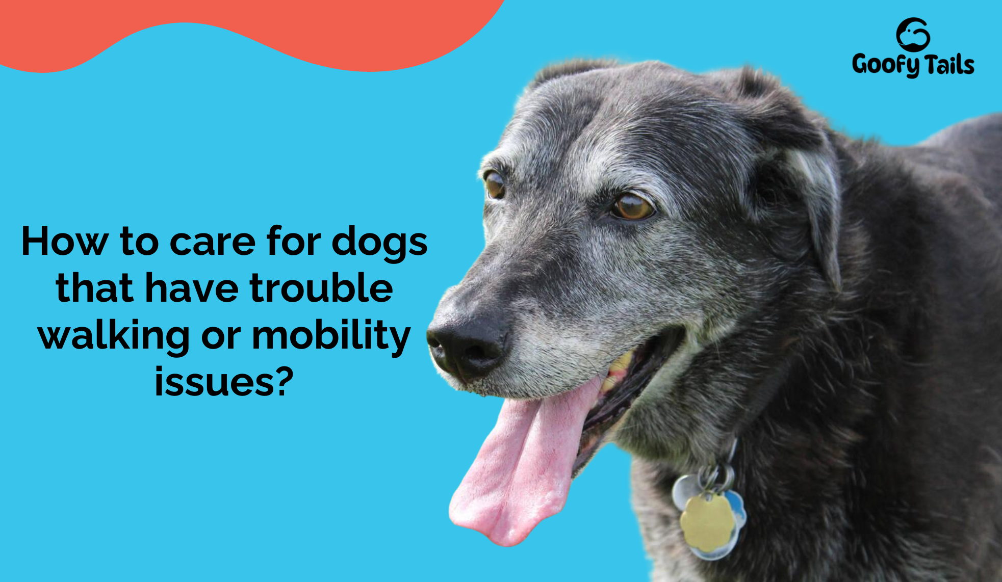 senior dog, mobility issues in dogs