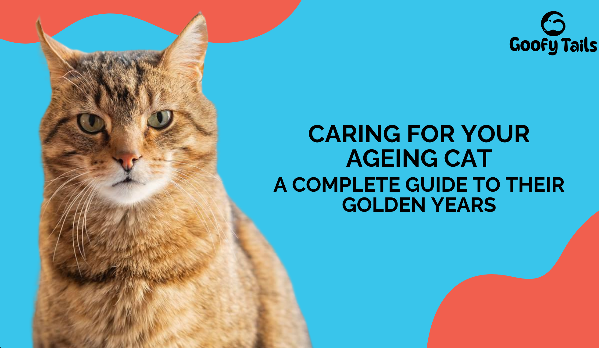 Caring for Your Ageing Dog: A Complete Guide to Their Golden Years