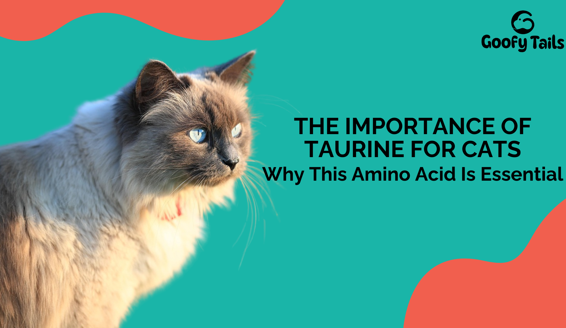 The Importance of Taurine for Cats: Why This Amino Acid Is Essential