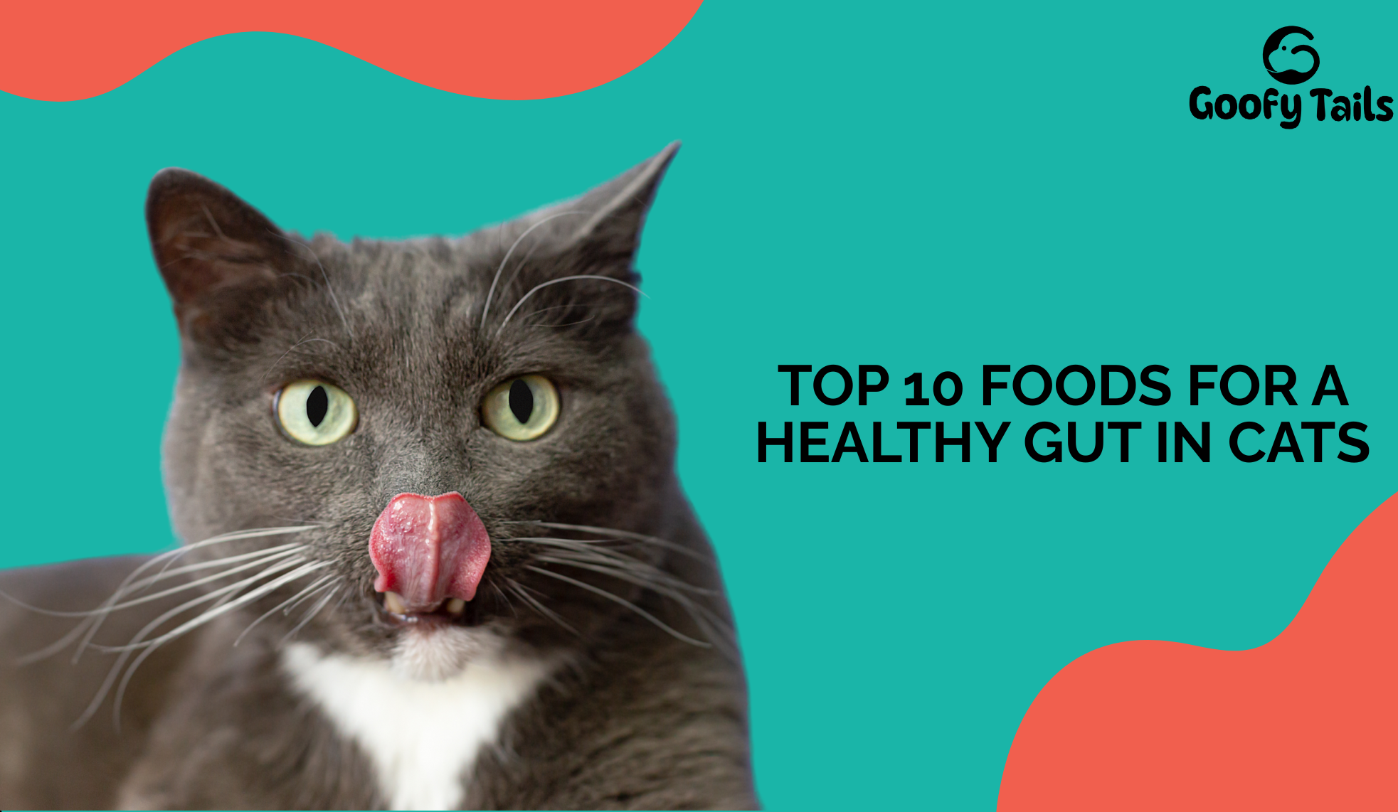 Top 10 Foods for a Healthy Gut in Cats