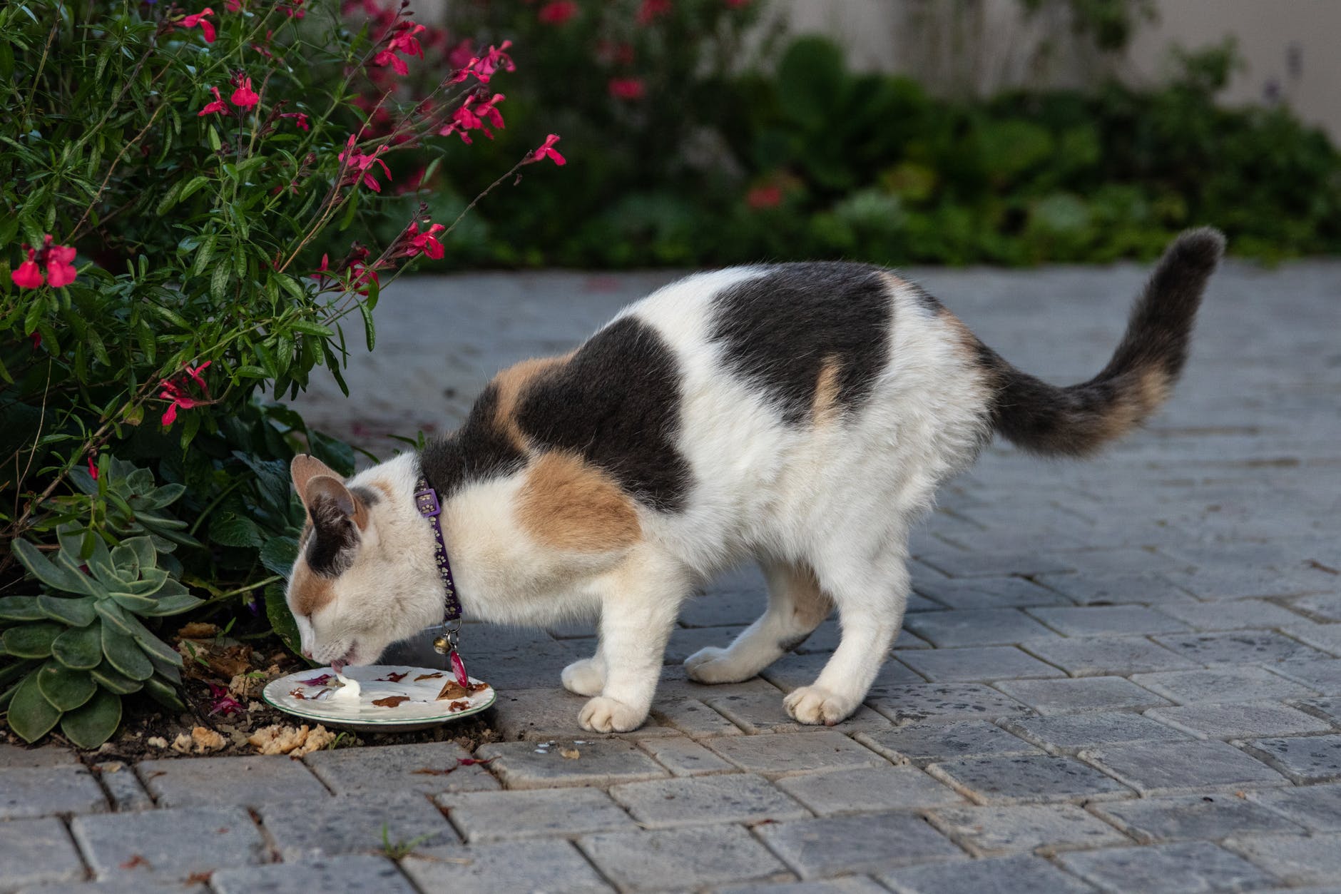FEEDING YOUR CAT : Things to keep in mind