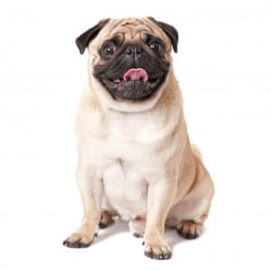 Petting Advice for Pug Parents