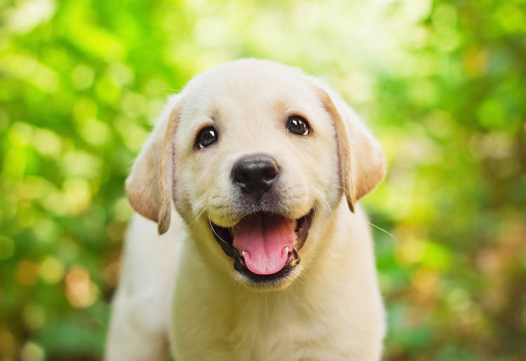 6 Puppy Tips For Early Training Success ( Infographic )