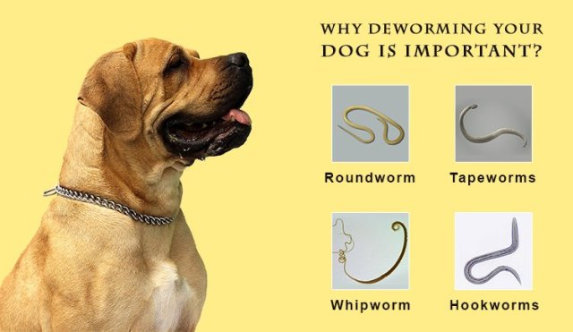 Why De worming in Dogs is Important?