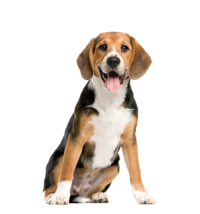 best puppies products from goofytails.com