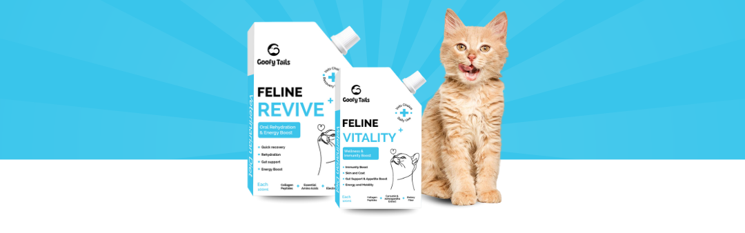 Supplements and Wellness for Cats