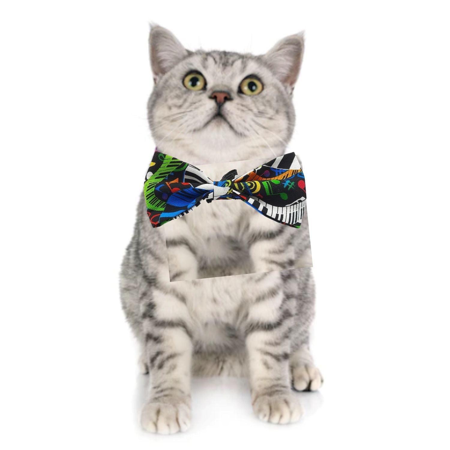 Fashion and Lifestyle for Cats and kittens from goofytails.com