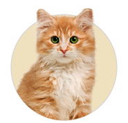 cat products from goofytails.com