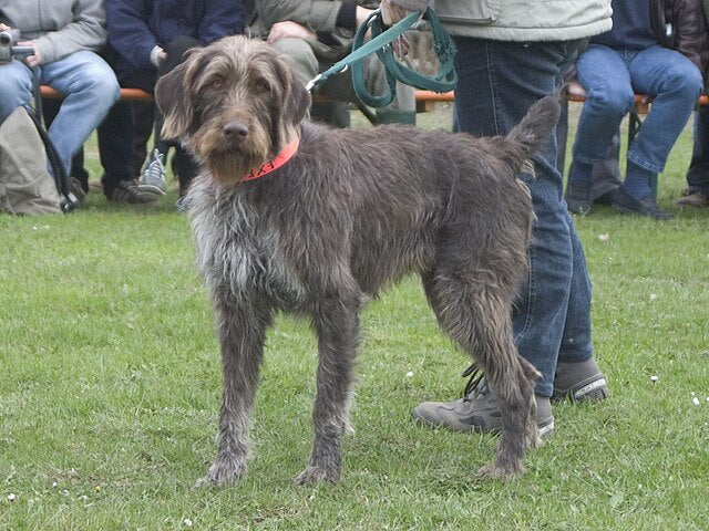 German Roughhaired Pointer