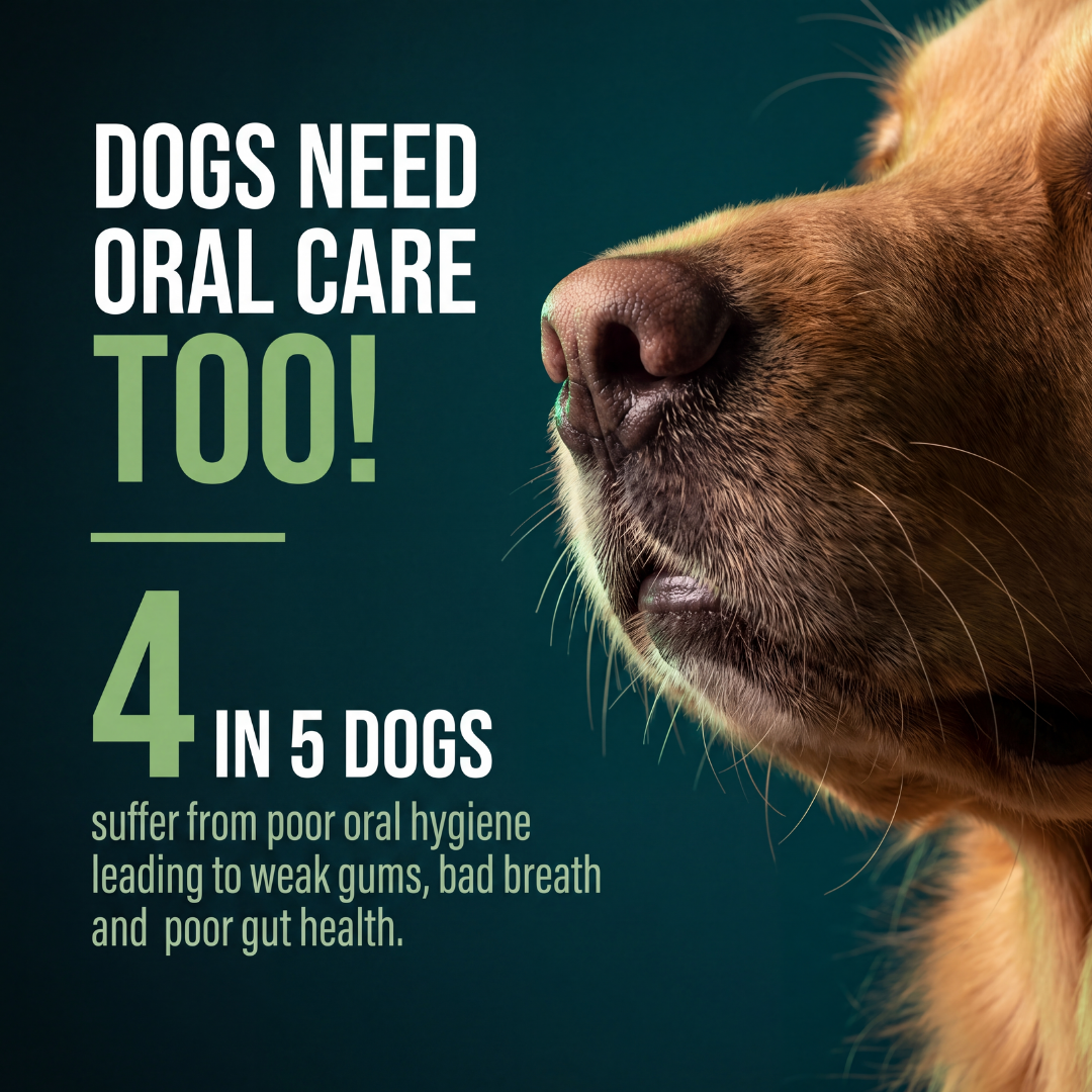Oral Care Active Dental Vegetarian Dog Treat ( Seaweed, 24 Sticks)