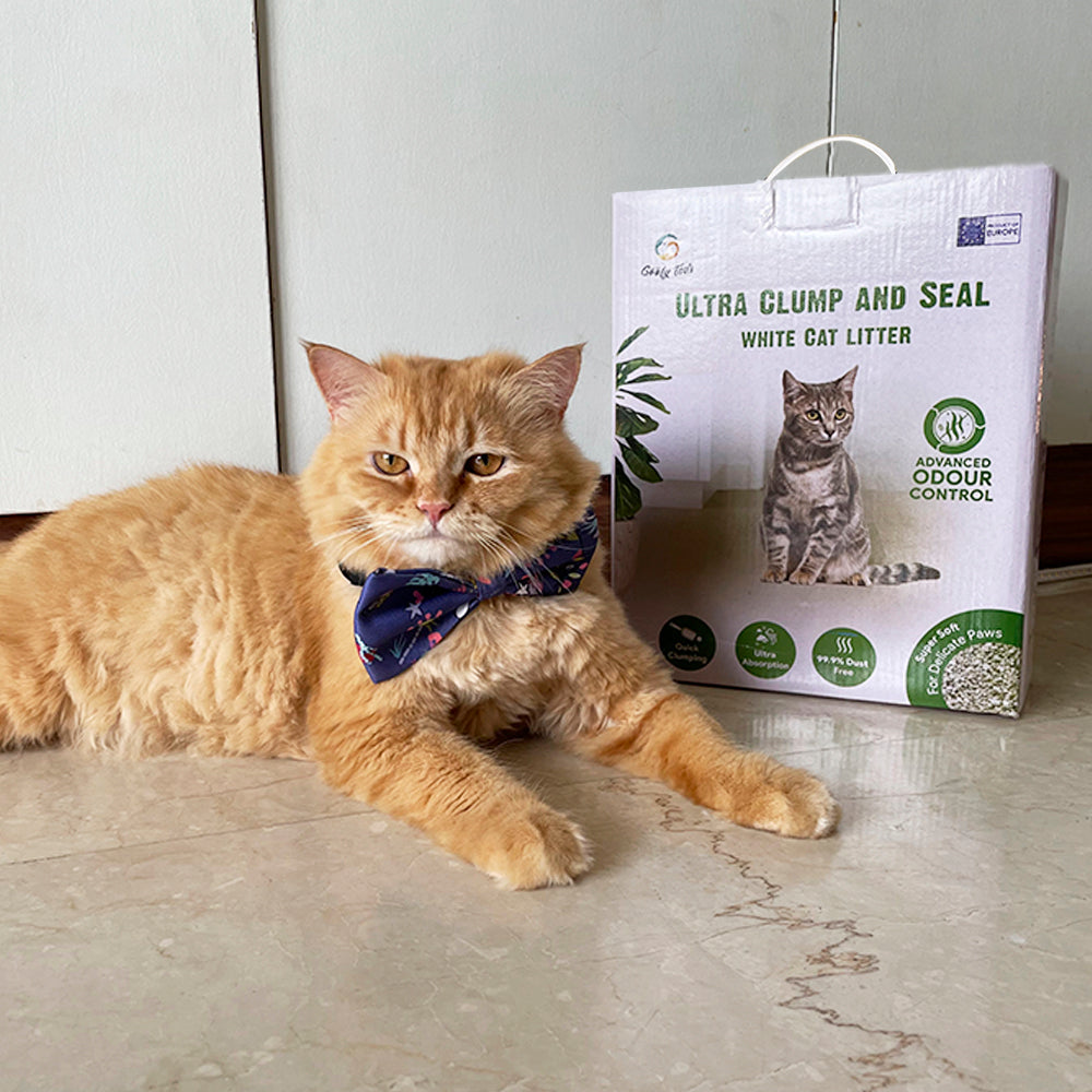 a persian cat wearing a blue bow tie and showing ultra clum and seal white bentonite cat litter for cats and kittens