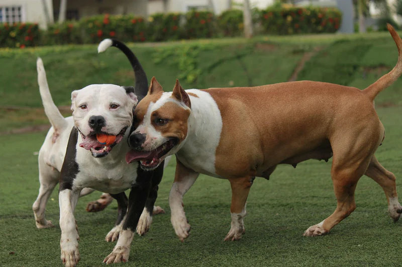 American Pitbull
