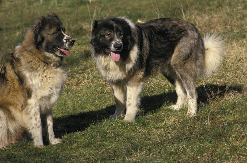 Caucasian Shepherd