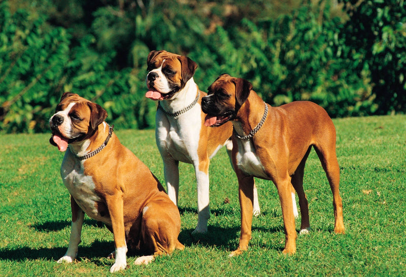 Boxer