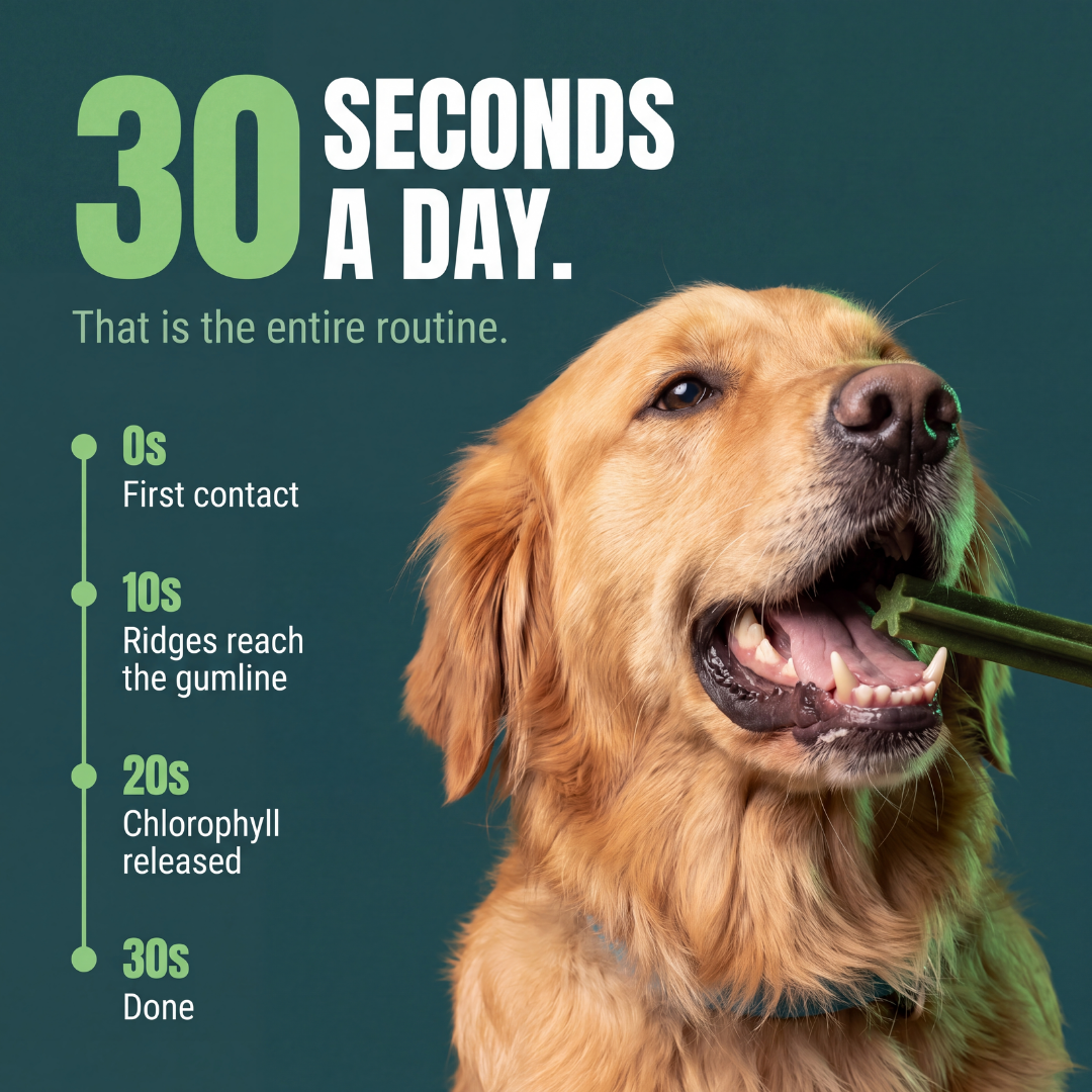 Oral Care Active Dental Vegetarian Dog Treat ( Seaweed, 24 Sticks)
