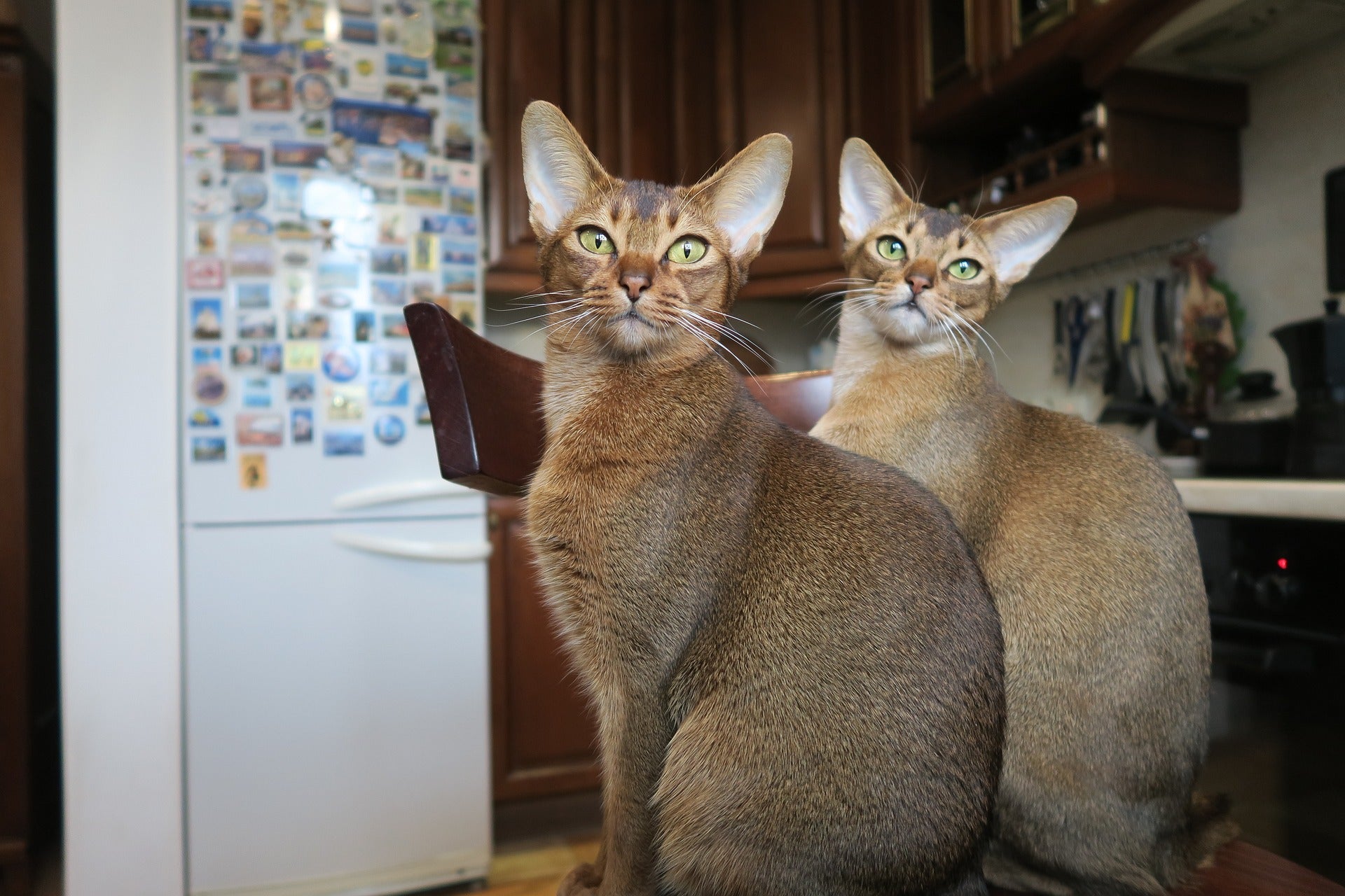 Abyssinian Cat