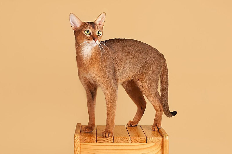 Abyssinian Cat