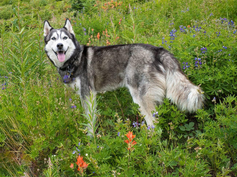 Alaskan Husky